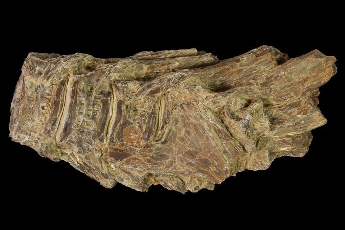 Fossil Fish (Ichthyodectes) Vertebrae - Kansas #160958